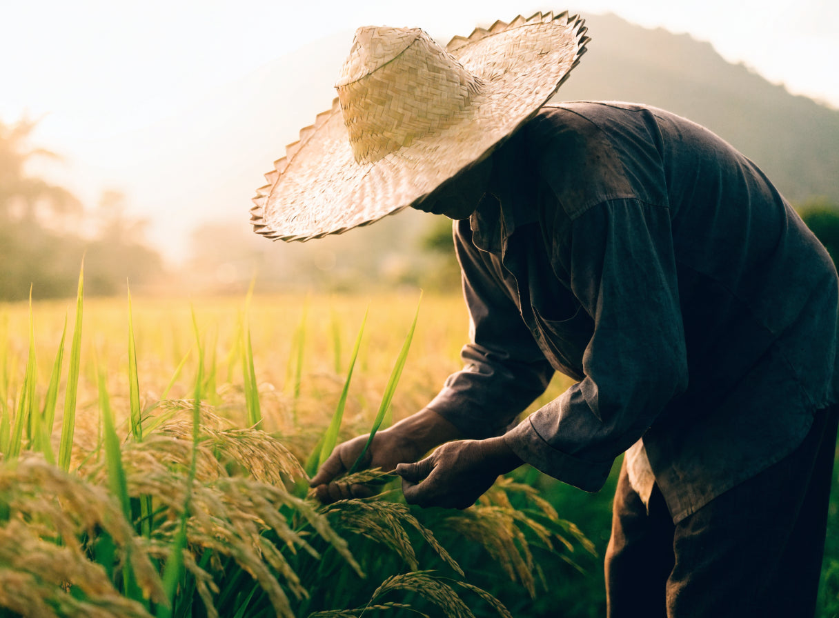 Rice farming in Mindanao
